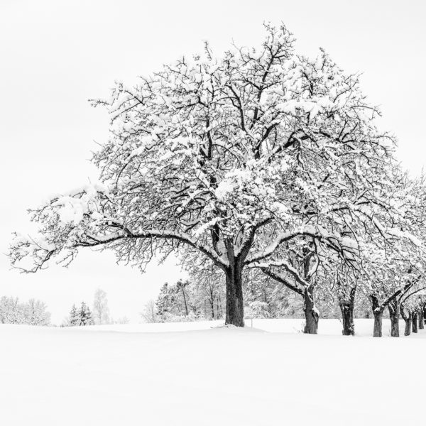 Regionales 3052 Innermanzing, Winter Wonderland III, © Nicolas Hochenegg