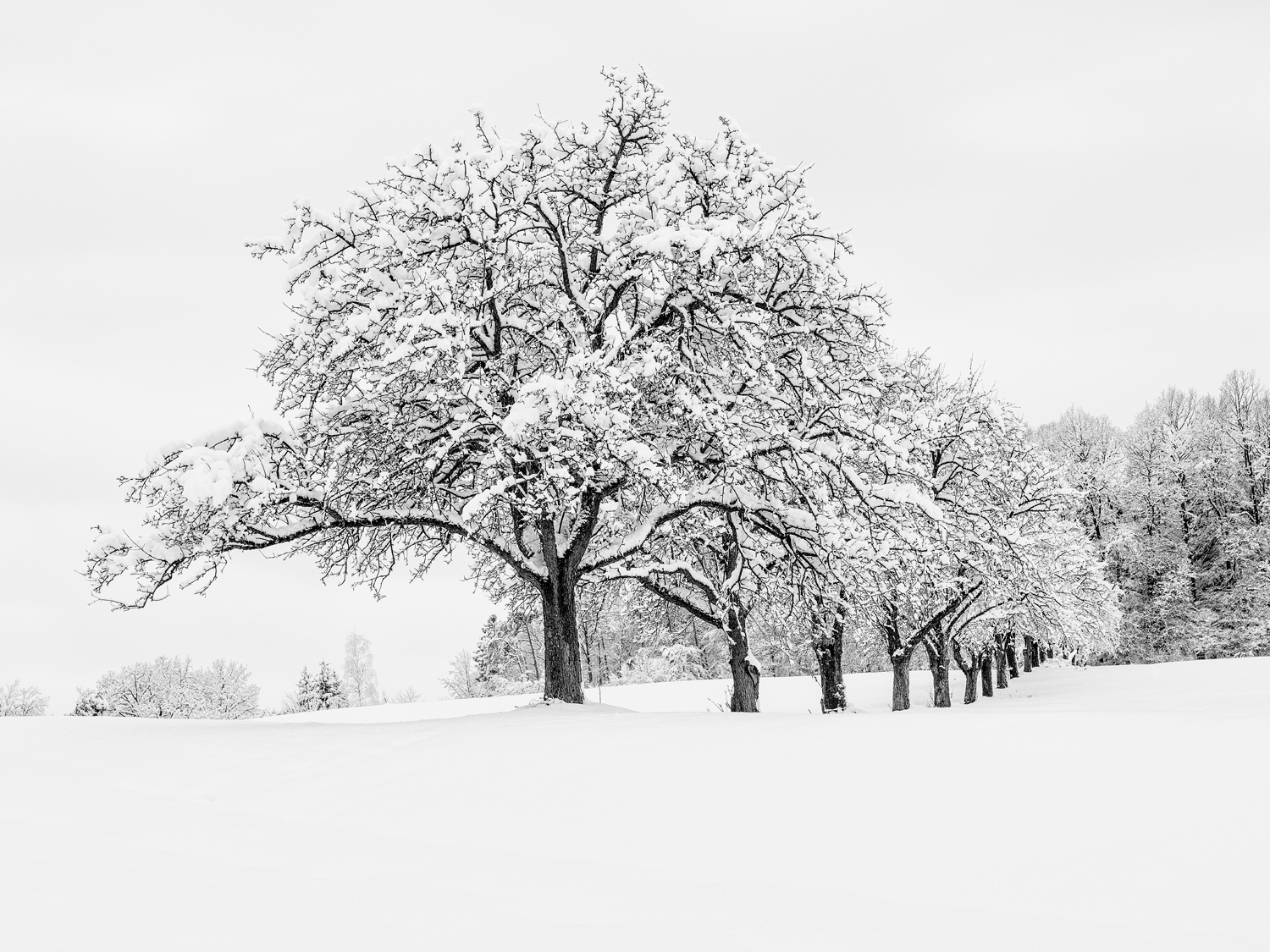Regionales 3052 Innermanzing, Winter Wonderland VIII, © Nicolas Hochenegg